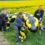 Ein riesiger Salamander aus GFK wird von vier Männern im Rapsfeld getragen